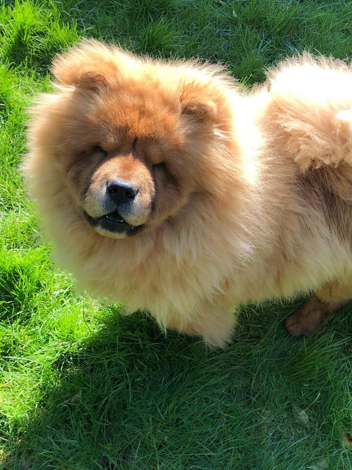 chow chow for sale gumtree